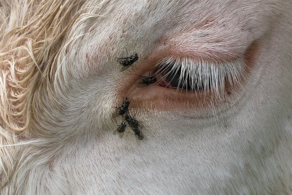 Normandie 05 - 2016_KA79357-1 Kopie.jpg - Möchte mal wissen wie die Rindfiecher diese lästigen Fliegen aushalten